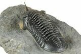 Morocconites Trilobite Fossil - Ofaten, Morocco #334939-4